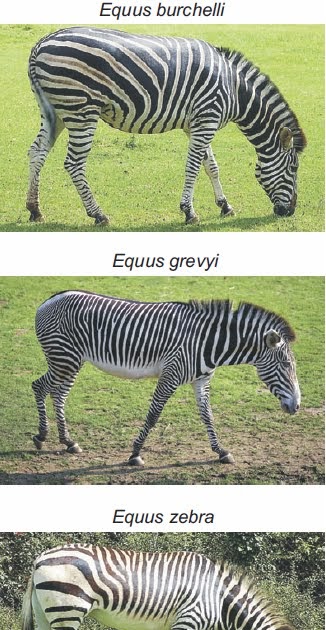 Sandwalk: How did the zebra get its stripes? (again)
