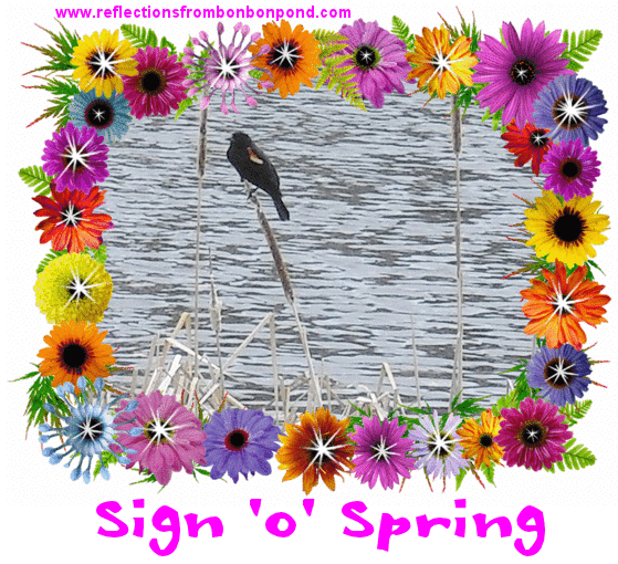 Reflections from Bon Bon Pond It's Spring!