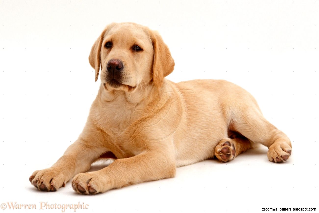 Yellow Golden Retriever Puppies Amazing Pets 5231 Yellow Golden Retriever Puppies Amazing Pets 5231