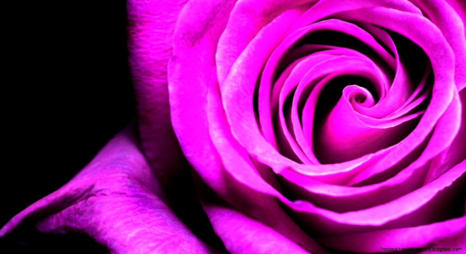 Purple Rose Sirenevaya Roza – Fond décran Purple Rose Sirenevaya Roza – Fond décran