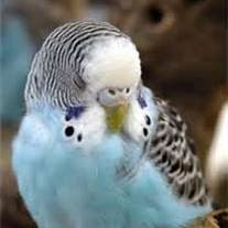 Dark Blue Parakeet