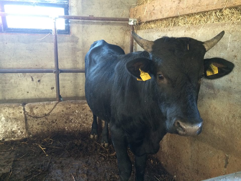 ritorno alla terra La vacca cinisara, l'oro nero delle