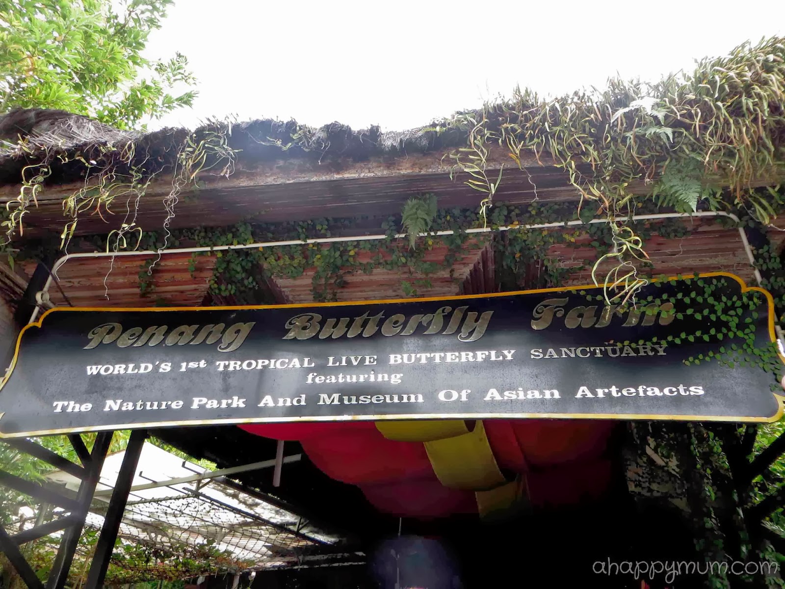 Butterflies Of Singapore Feb 17 2019