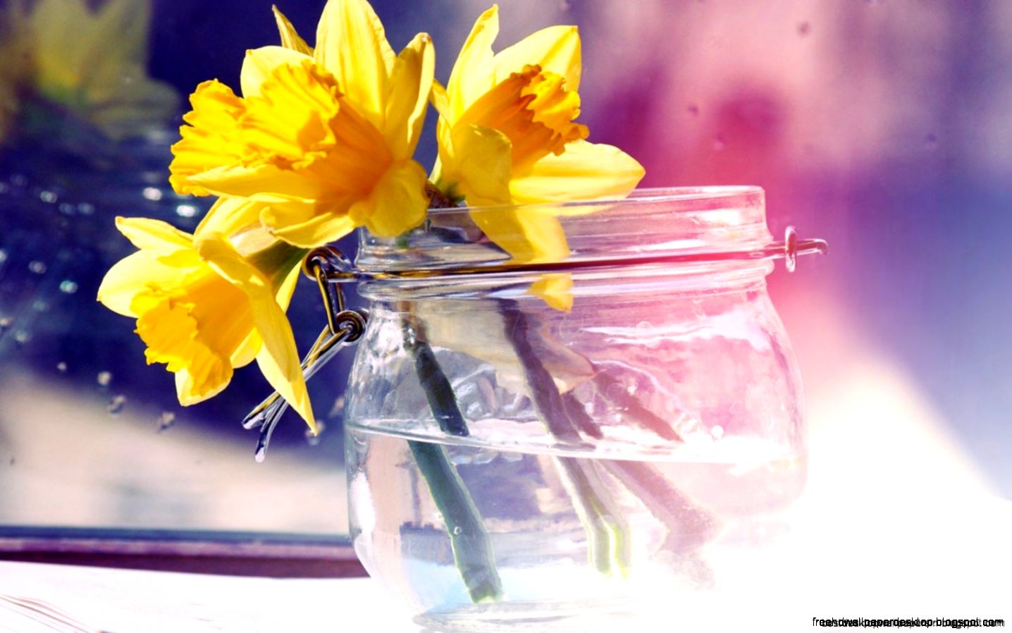Daffodils Flowers Yellow Jar Water Hd Wallpaper  Best Desktop Daffodils Flowers Yellow Jar Water Hd Wallpaper  Best Desktop