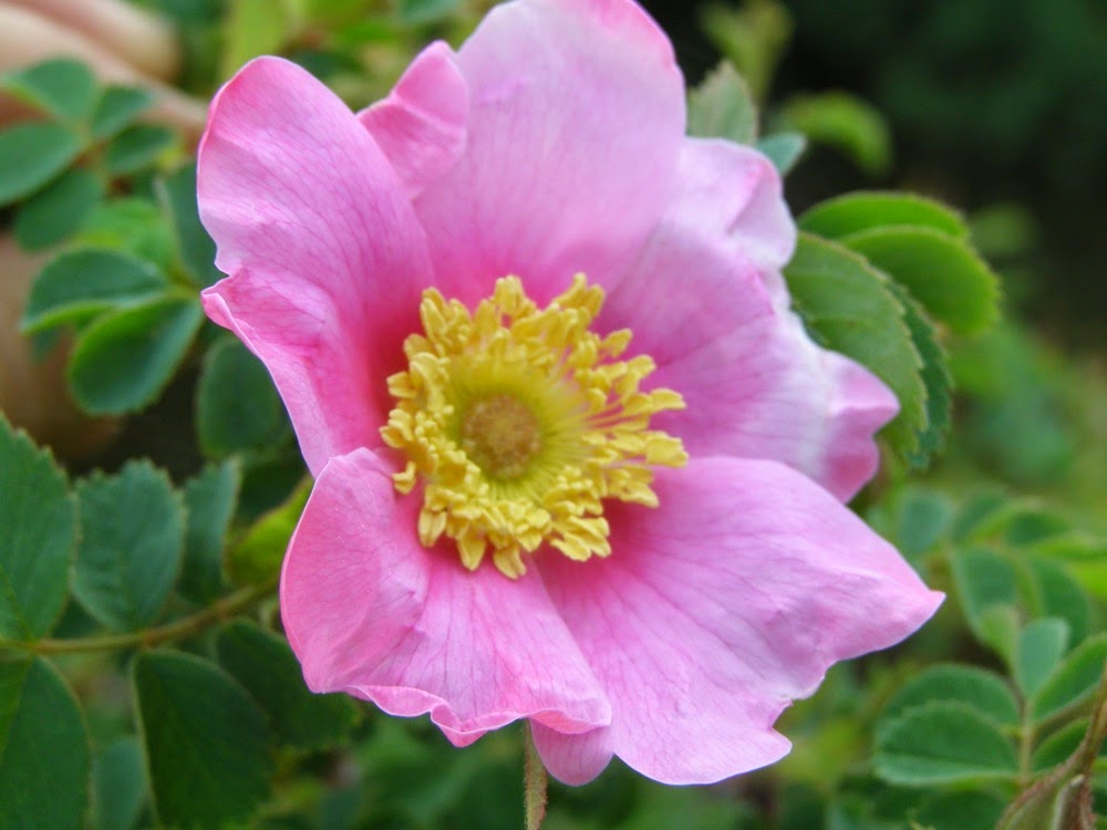 Thousand Flower Farm