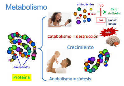 Ejemplos de anabolico y catabolico