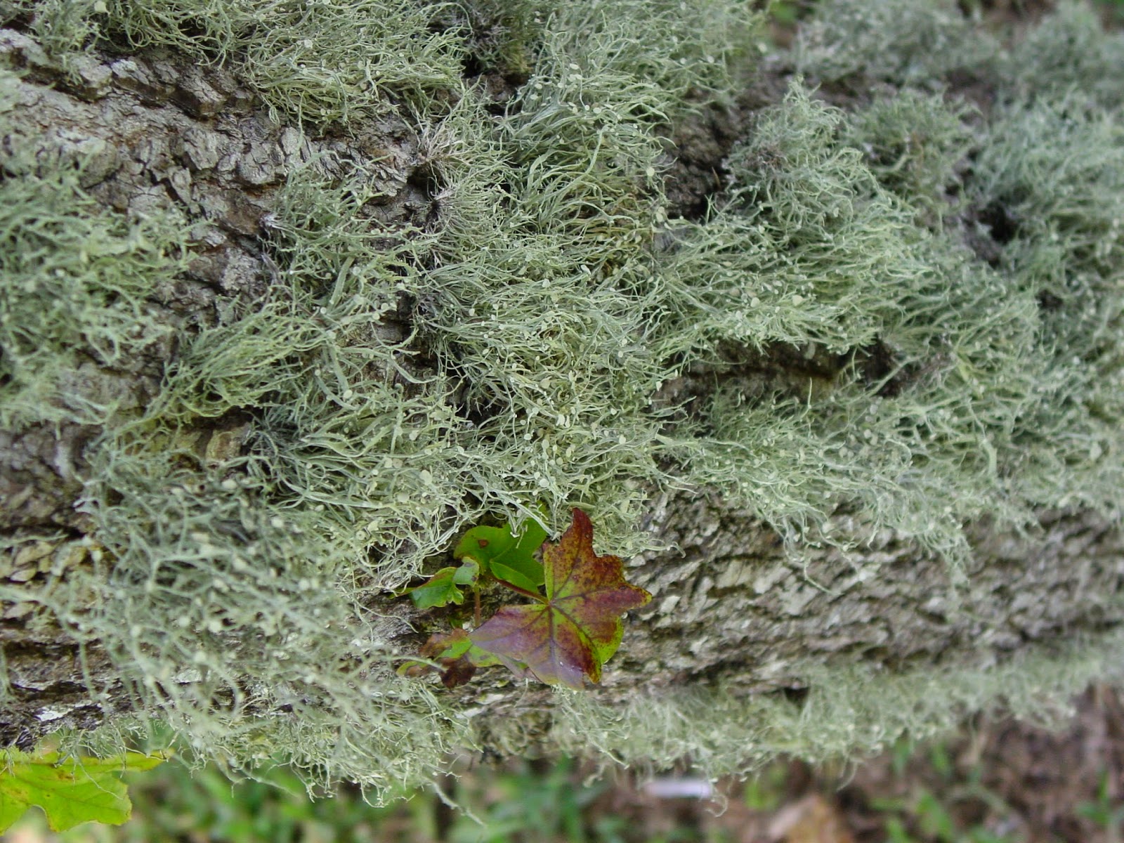 University of Florida/IFAS Charlotte County Extension Please don’t