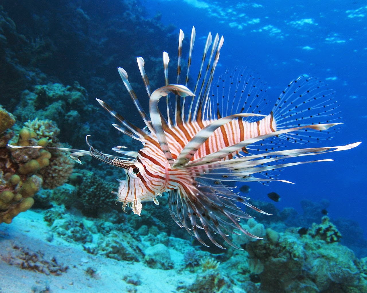 Sub Sea Systems - Our World: Lionfish are on the Menu