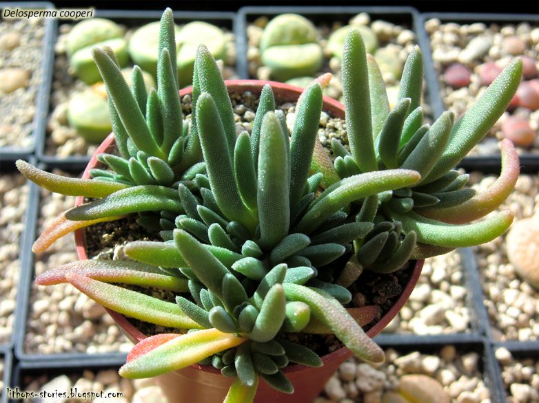 delosperma+cooperi_011.jpg