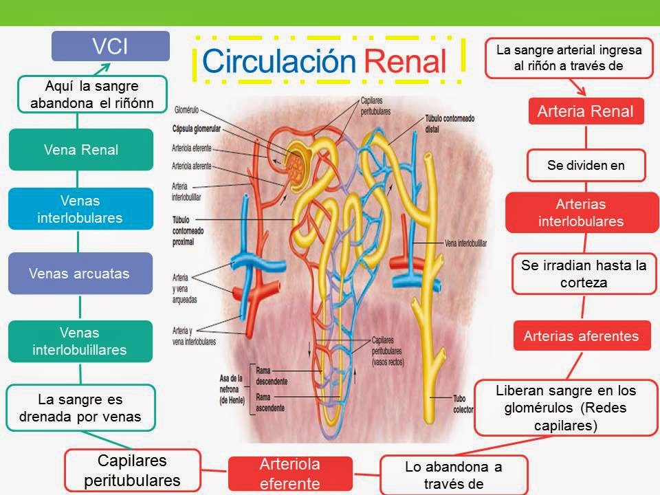 Circulación renal; Circulación del Riñón; Circulación Sanguínea del Riñón