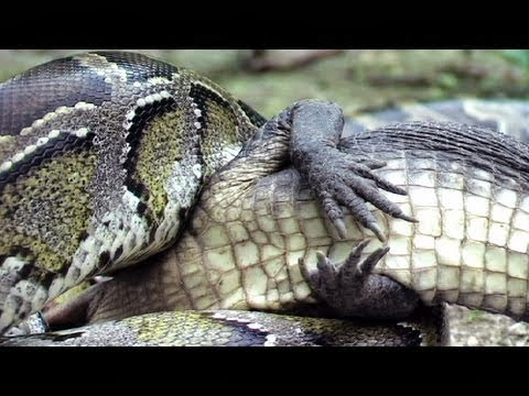 Cocodrilo es comido vivo por una serpiente pitón