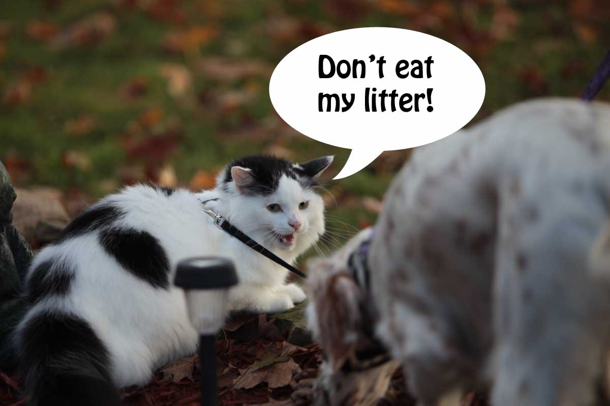 Big Dogs Big Hearts Rescue to Our Blog Health Tip Clumping