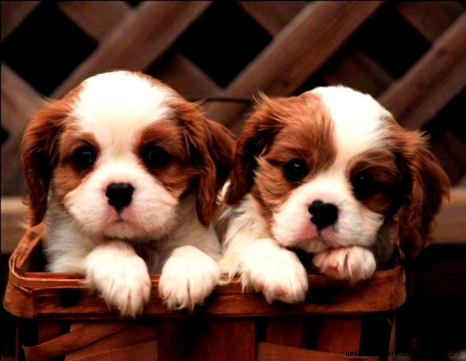 Cavalier King Charles Spaniel Cute Puppies Wallpaper for your Cavalier King Charles Spaniel Cute Puppies Wallpaper for your