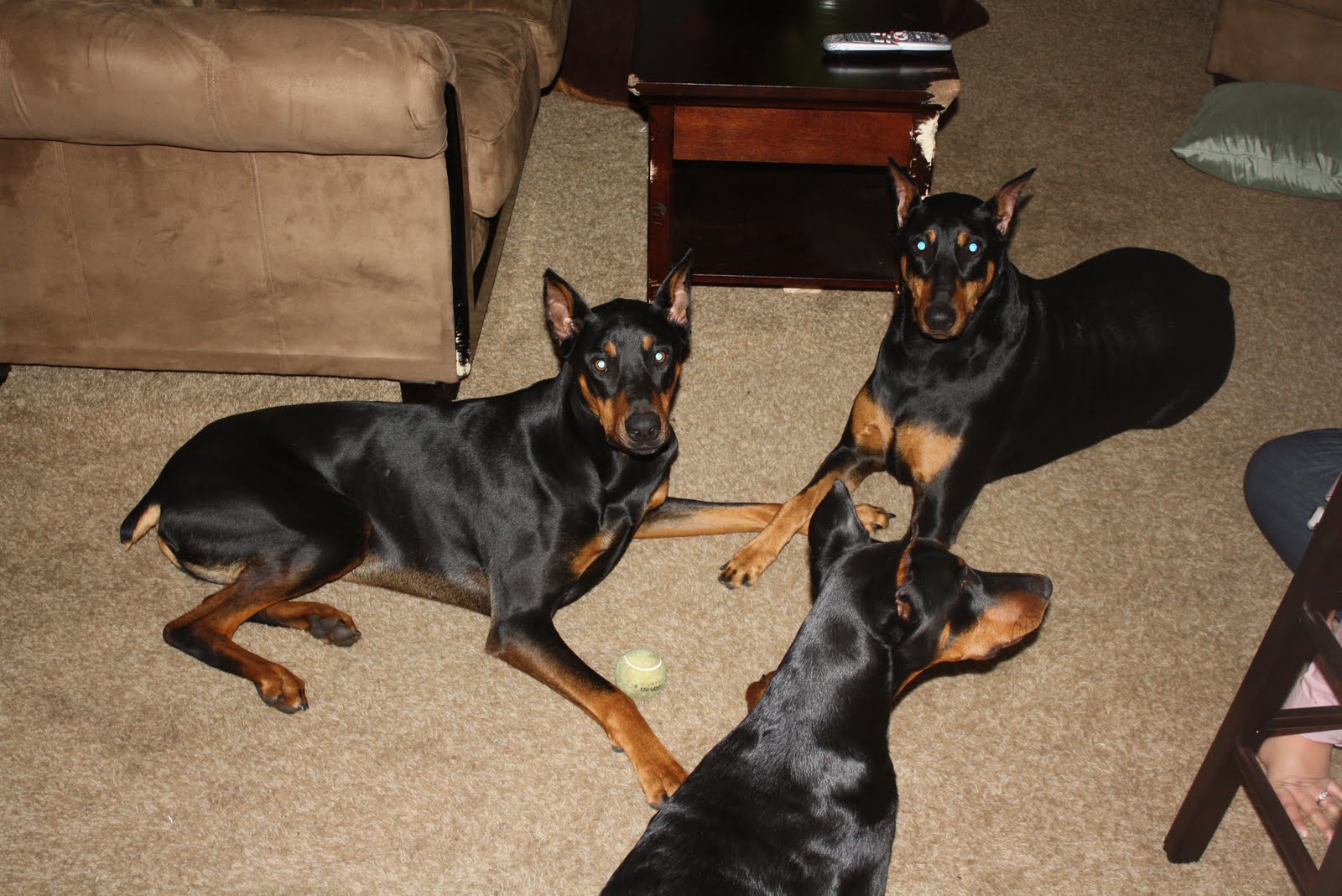 Doberman Rescue Minnesota Dog Rescue