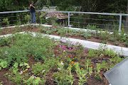 MetroVerde Florida Green Roof, Breaking Ground (metroverde green roof florida)