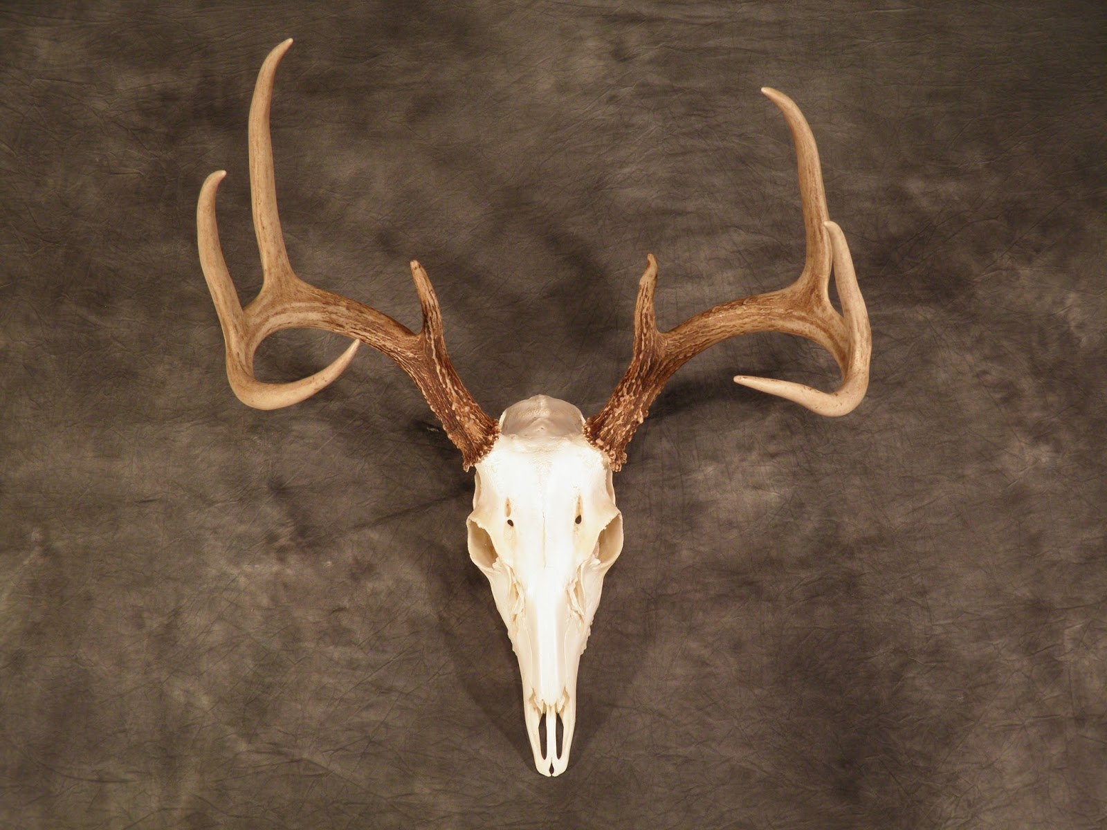 Upper Bay Taxidermy Mobile Gallery European Skulls, Antler Mounts, and
