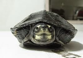 E Turtle Kura Kura Pipi Putih