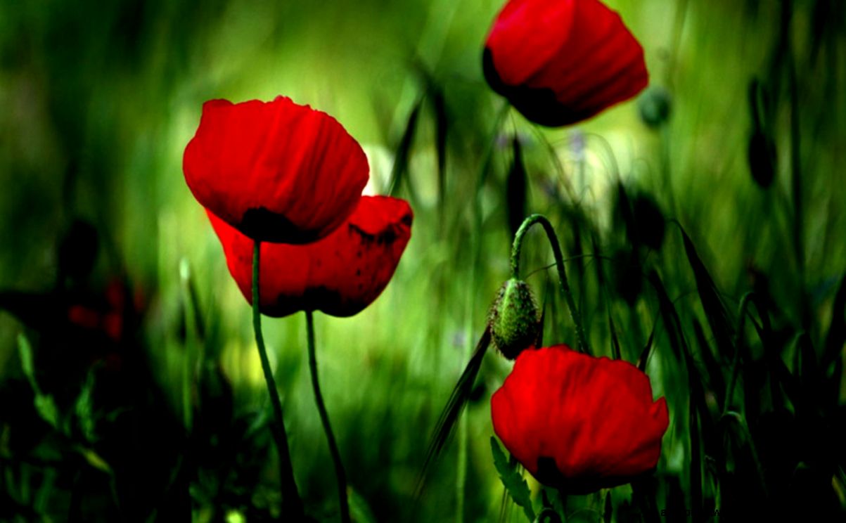 The destructive temptation poppies HD wallpaper 12 - Flower The destructive temptation poppies HD wallpaper 12 - Flower