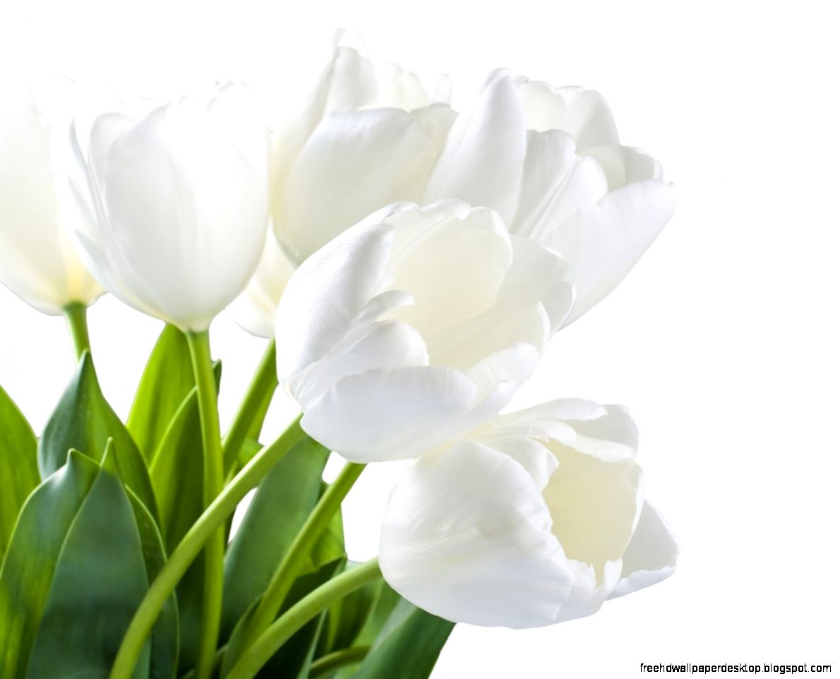 Flowers Spring White Tulips Flowers Light Fl Bright Wallpaper Flowers Spring White Tulips Flowers Light Fl Bright Wallpaper