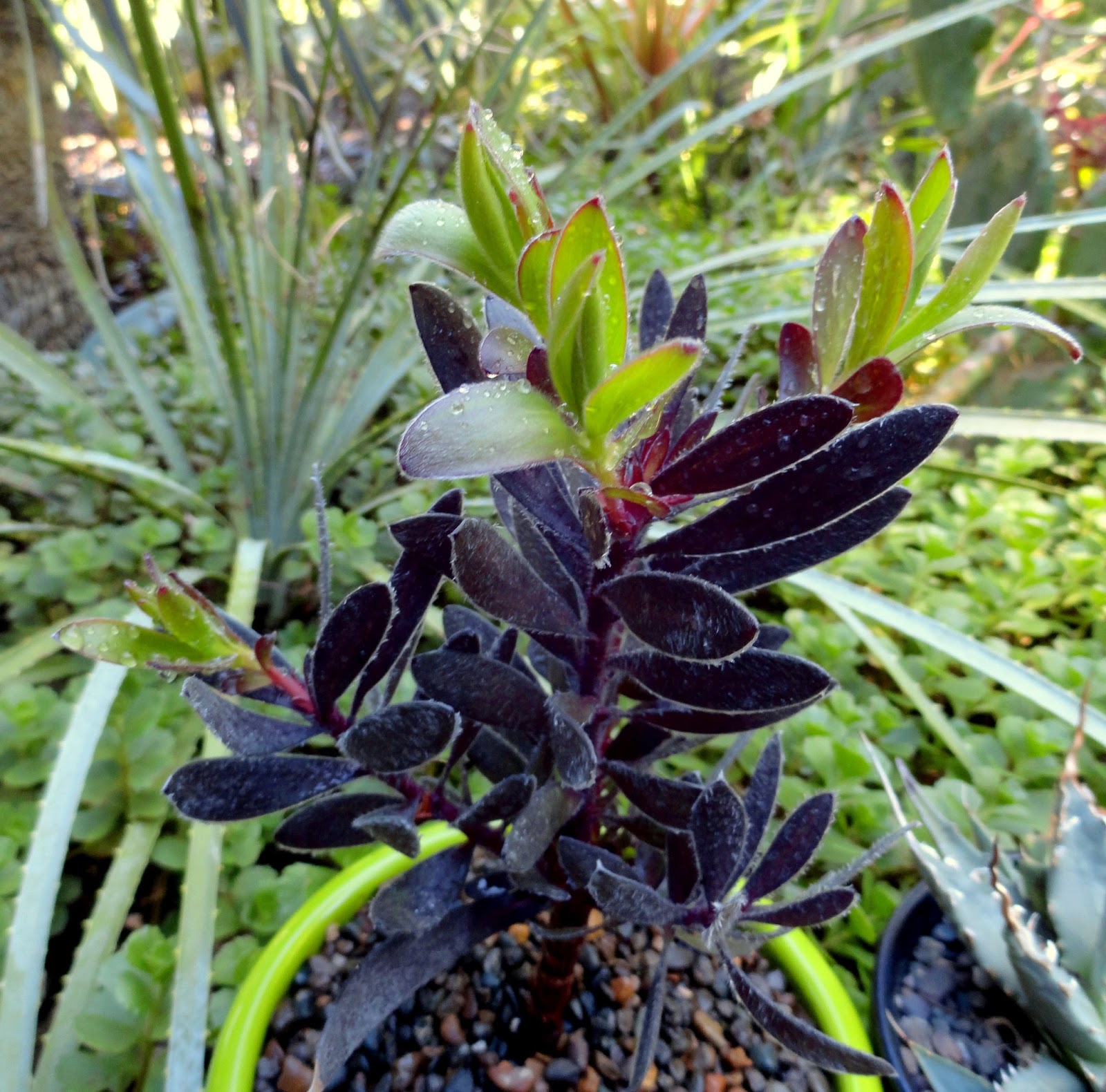 danger garden Leucadendron ‘Ebony’…my fav plant this week