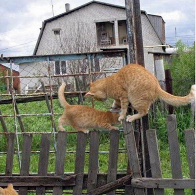 two_cats_one_fence_640_01.jpg