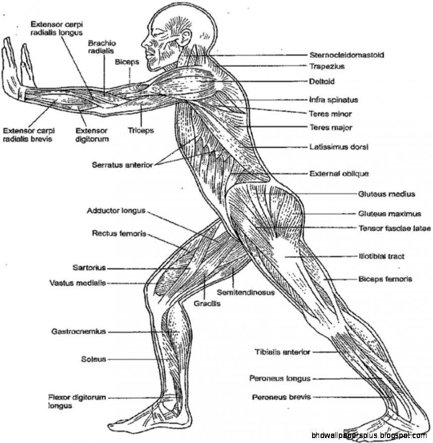 remarkable Anatomy And Physiology Coloring Workbook Answers remarkable Anatomy And Physiology Coloring Workbook Answers