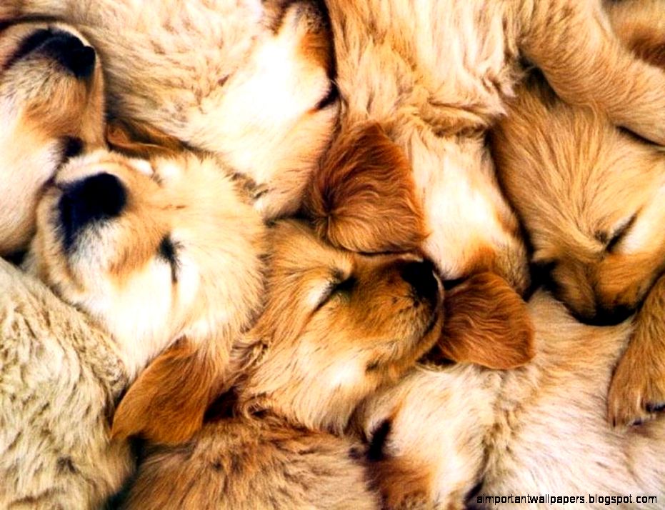 sleeping dogs Dogs Picture sleeping dogs Dogs Picture