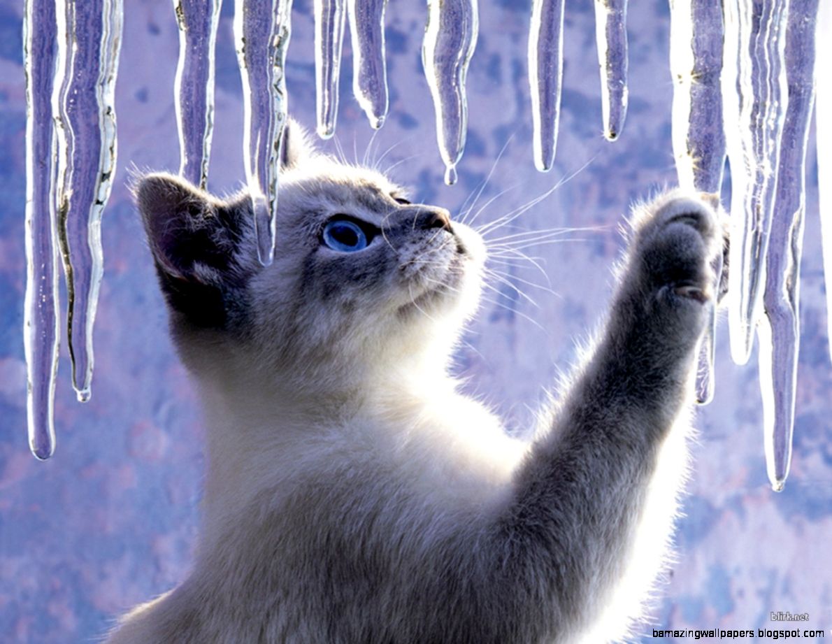 Kitty Looking At Icicles Wallpaper Kitty Looking At Icicles Wallpaper