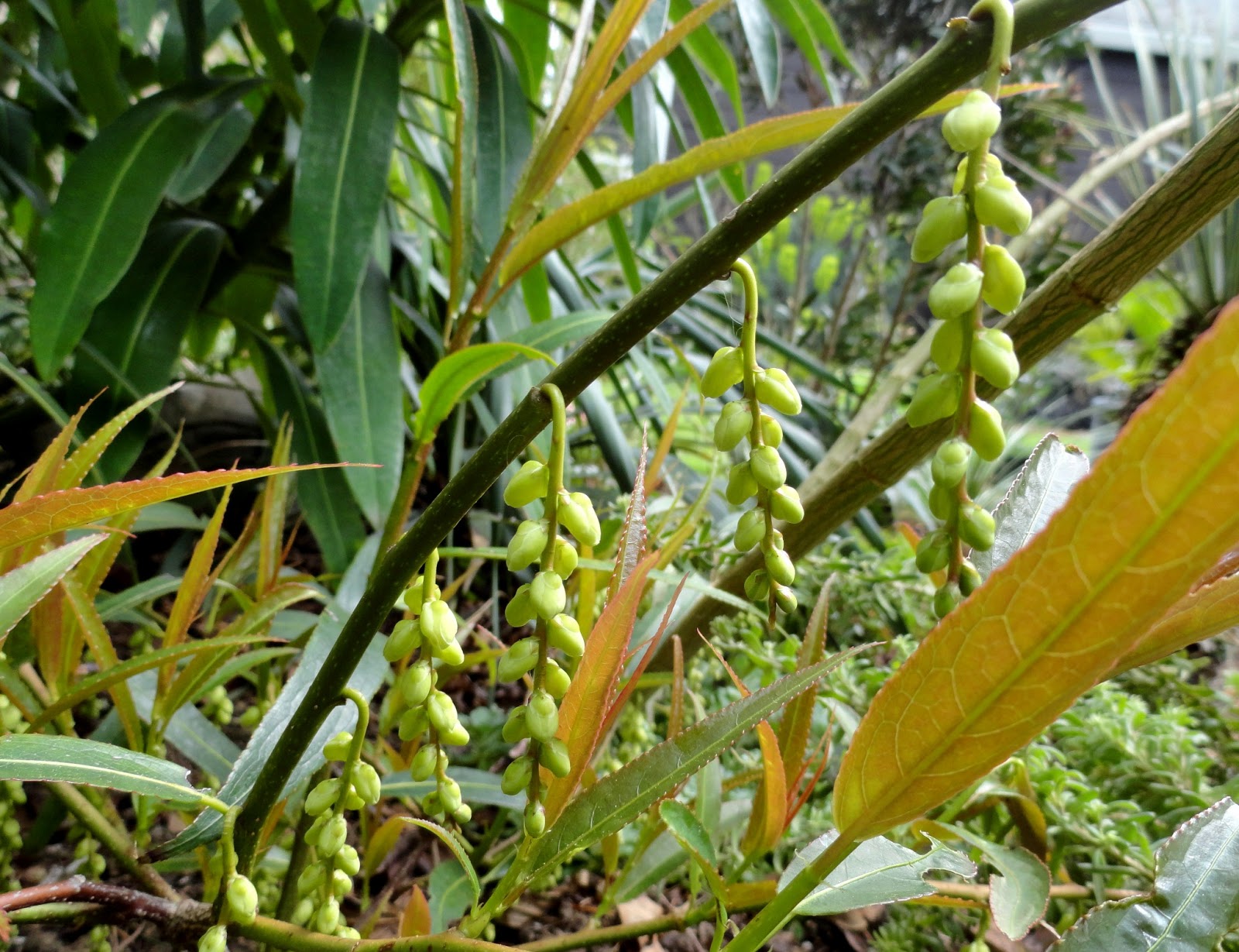 Plant Inventory At 20 Timothy Salix Integra Dappled Willow