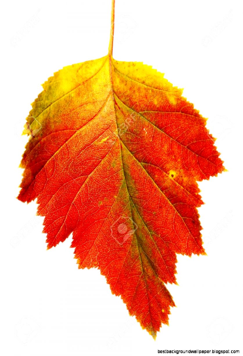 Autumn Leaf Hawthorn Stock Photo Picture And Royalty Free Image Autumn Leaf Hawthorn Stock Photo Picture And Royalty Free Image