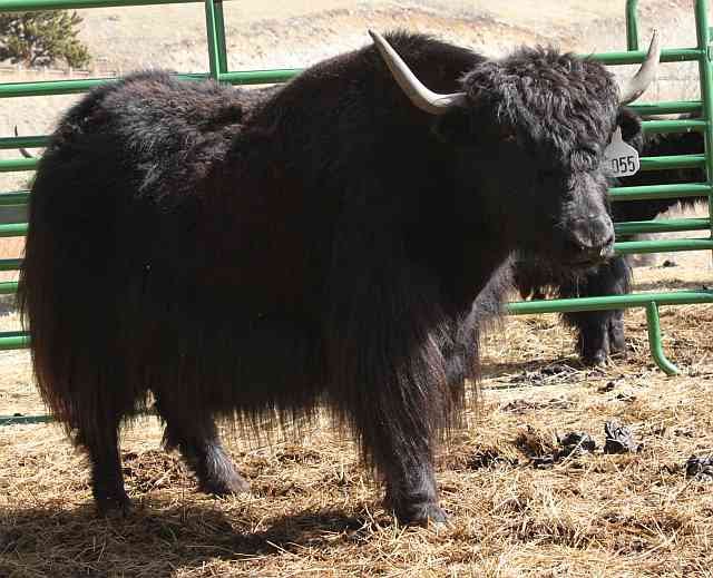 Easy Living the Hard Way Yacking About Yaks