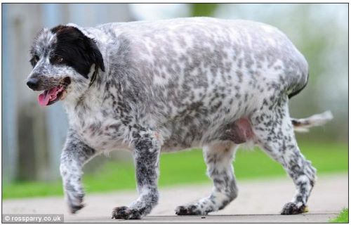 世界最肥狗 凱西 甩肉29公斤
