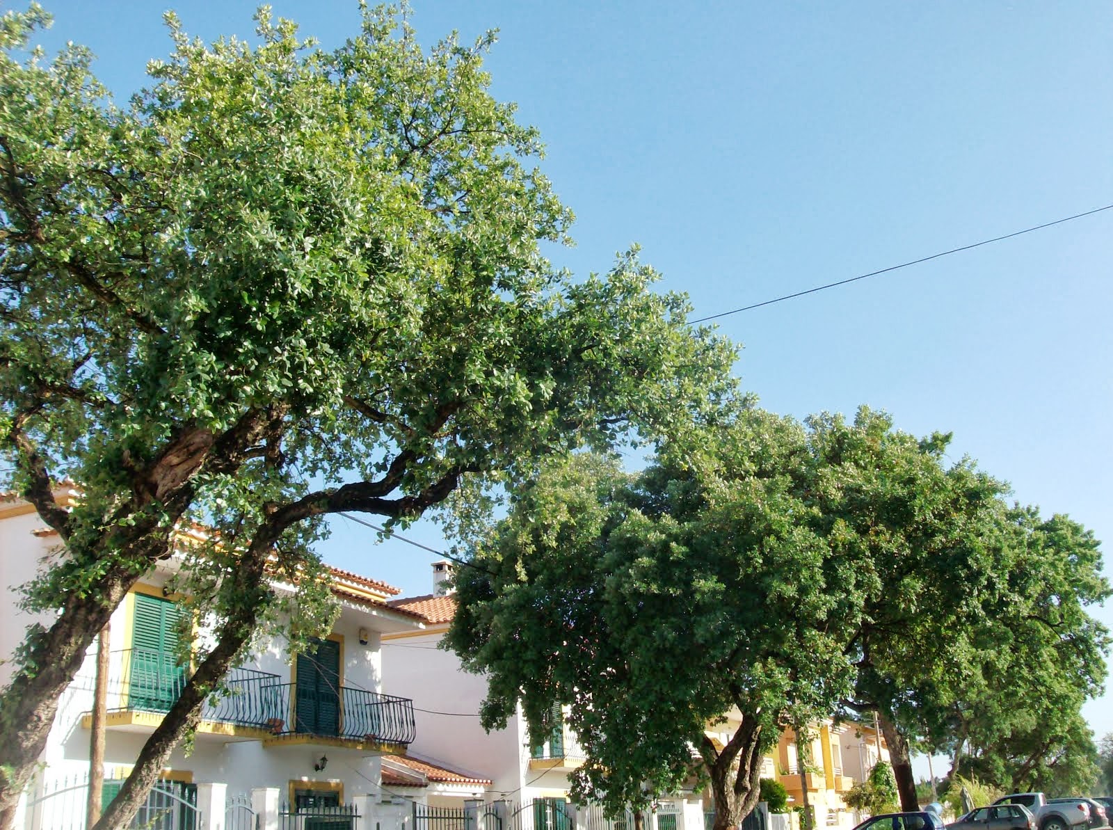 O Conde da Quinta RUA DAS ROSAS Boa Água Quinta do Conde