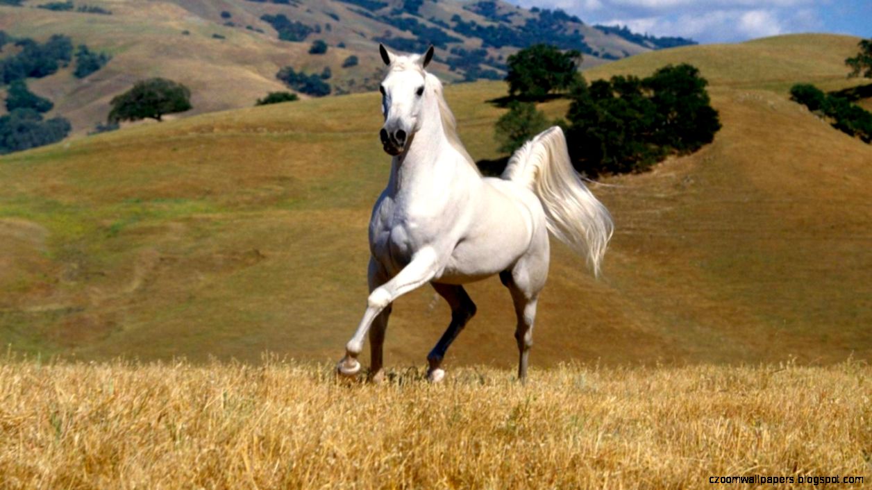HD Wallpapers Widescreen 1080P 3D Black Running Horse Animal HD Wallpapers Widescreen 1080P 3D Black Running Horse Animal