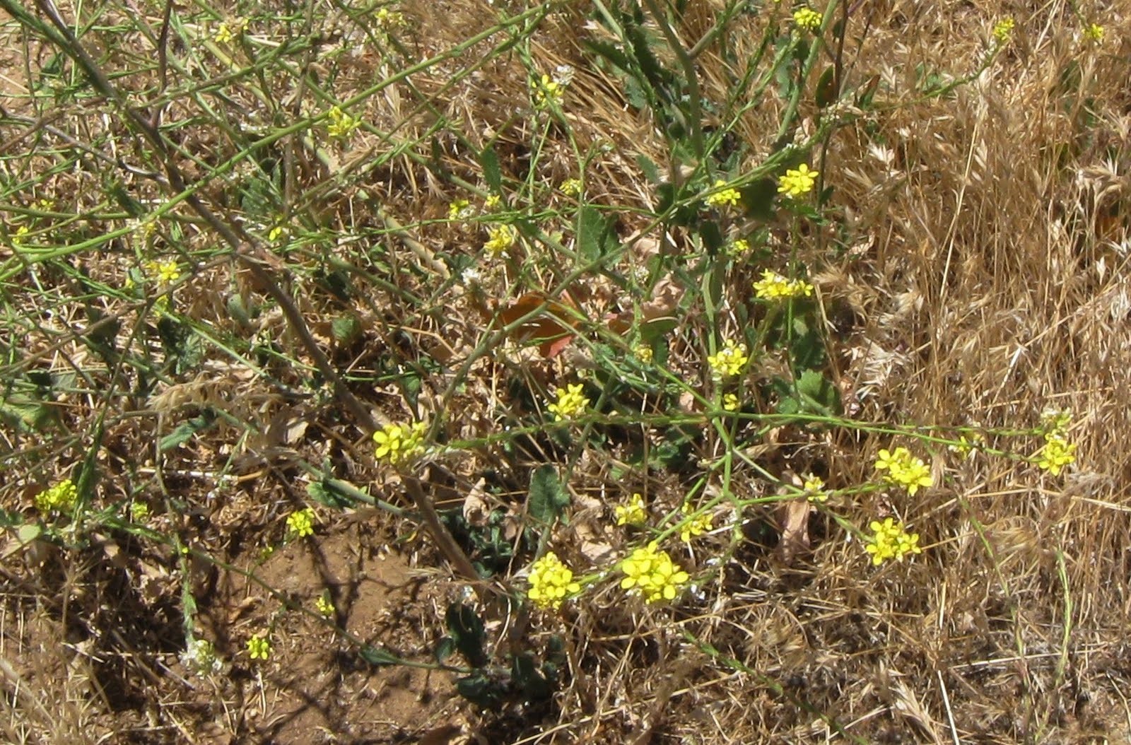 Colorful Weed Plants