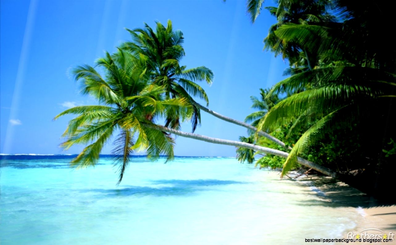 Download Free Summer Beach Animated Wallpaper Summer Beach Download Free Summer Beach Animated Wallpaper Summer Beach
