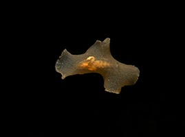 A spanish dancer in the water on a night dive in cyprus