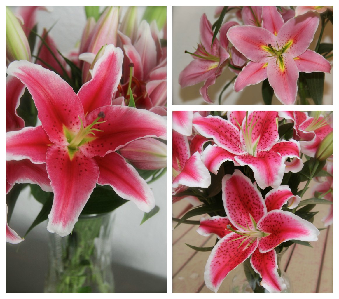 Skyline Flower Growers Pink Oriental Lilies