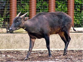 Sky Fly Hewan Bagian Indonesia Tengah Dan Cirinya