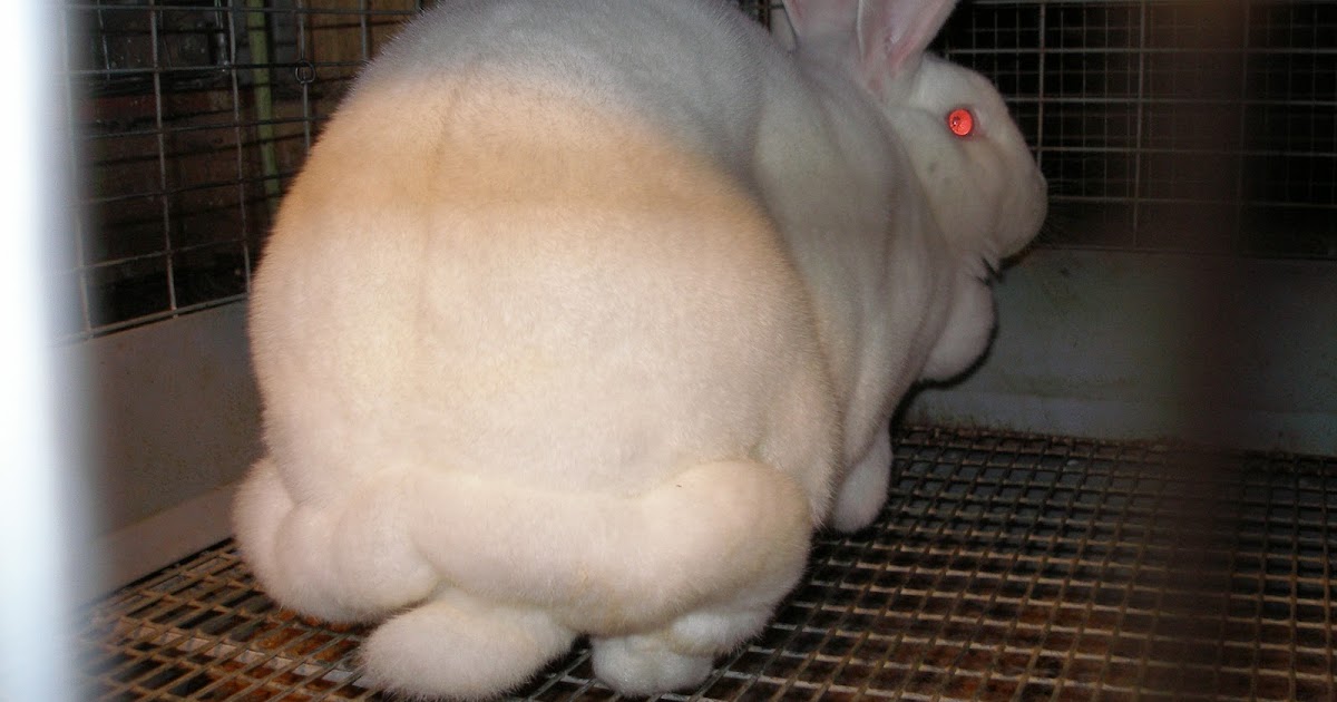 M an' M Rabbitry Blog You know a rabbit is fat when...