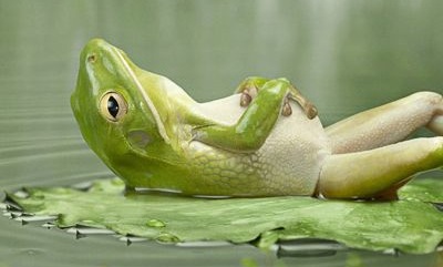 Significado De Sonhar Com Sapo Morto De modo geral, os sonhos com sapo preto podem indicar que suas atitudes. significado de blogger