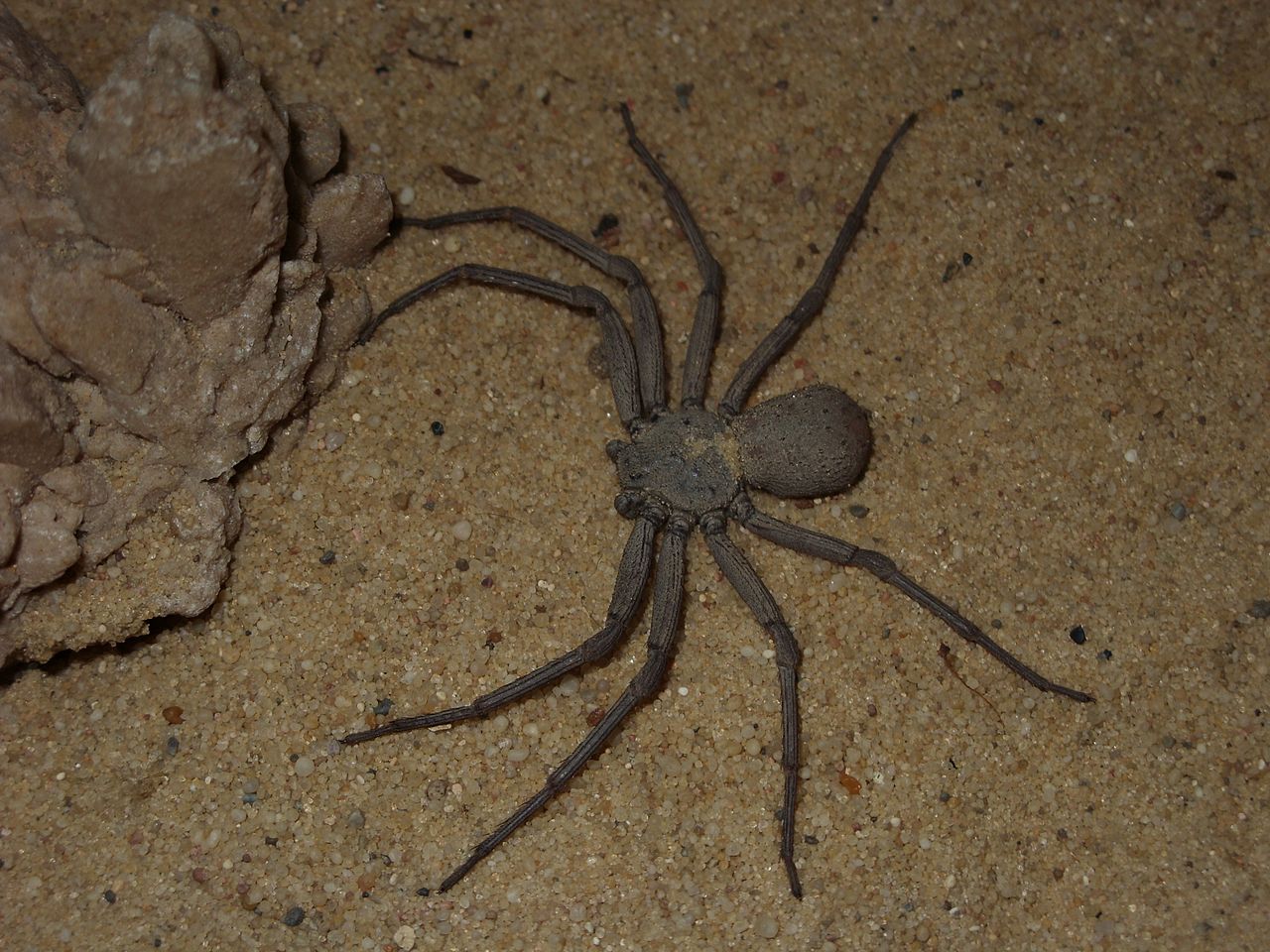 Real Monstrosities Sicarius Spider