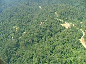 Deforestation in Batang Gadis National Park