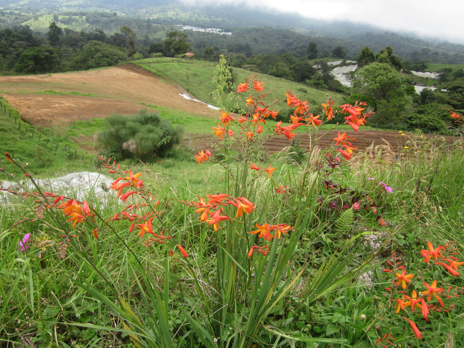 Garden Discoveries Flowers of Costa Rica