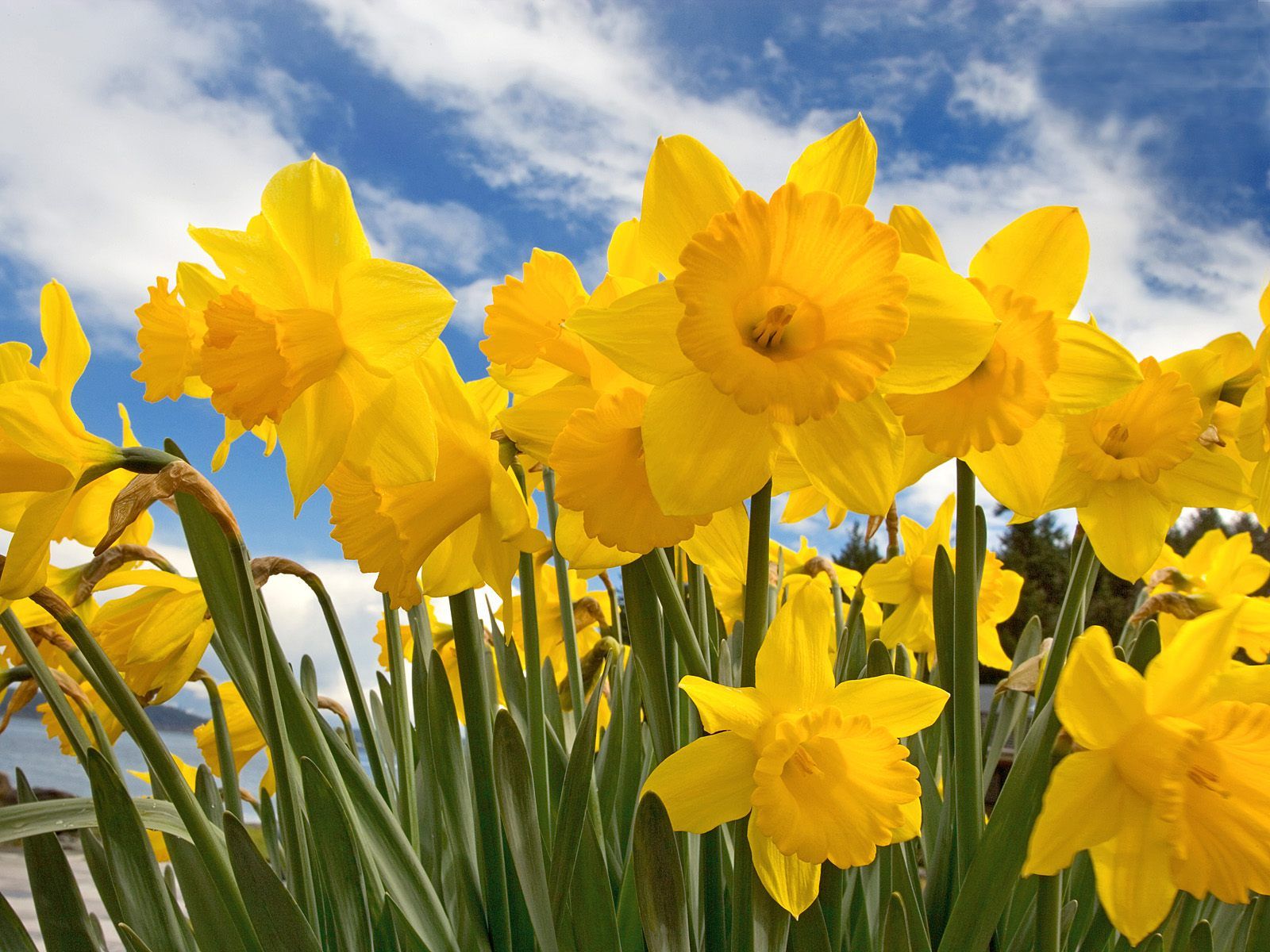 Welsh Cartoon Daffodil