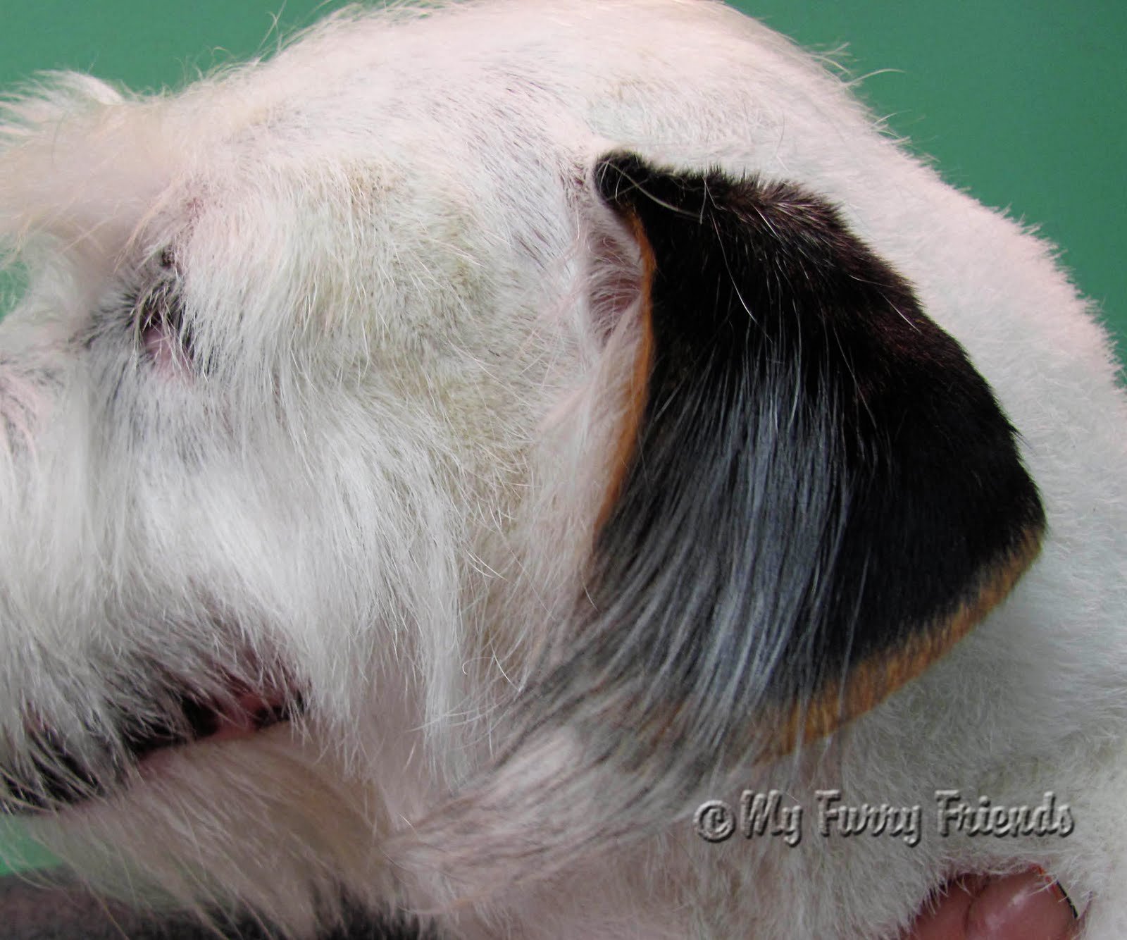 Pet Grooming The Good, The Bad, & The Furry Grooming a Wire hair Jack