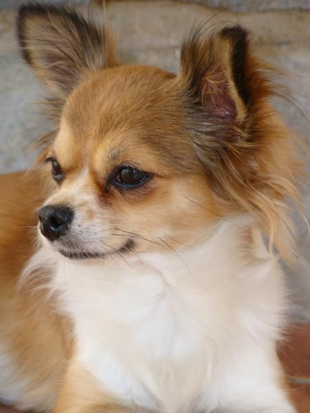 Chihuahua Pelo Largo