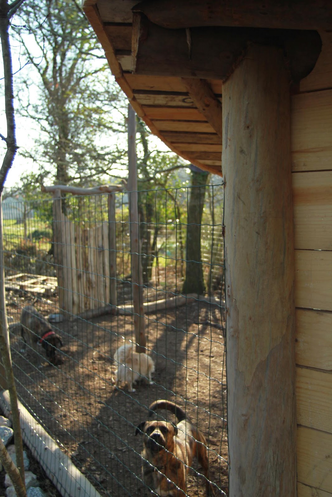 Tortugaboreal: La casa de los perros