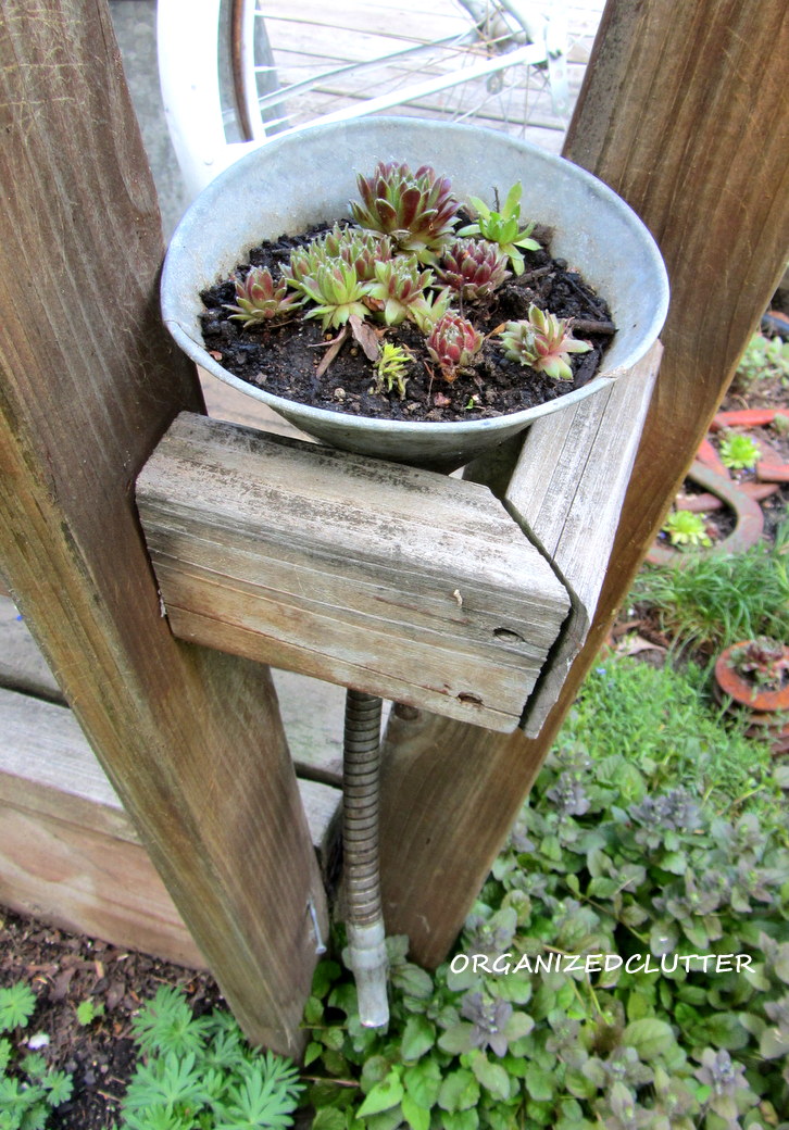 12 Fun Planters For Succulents Garden Pics and Tips
