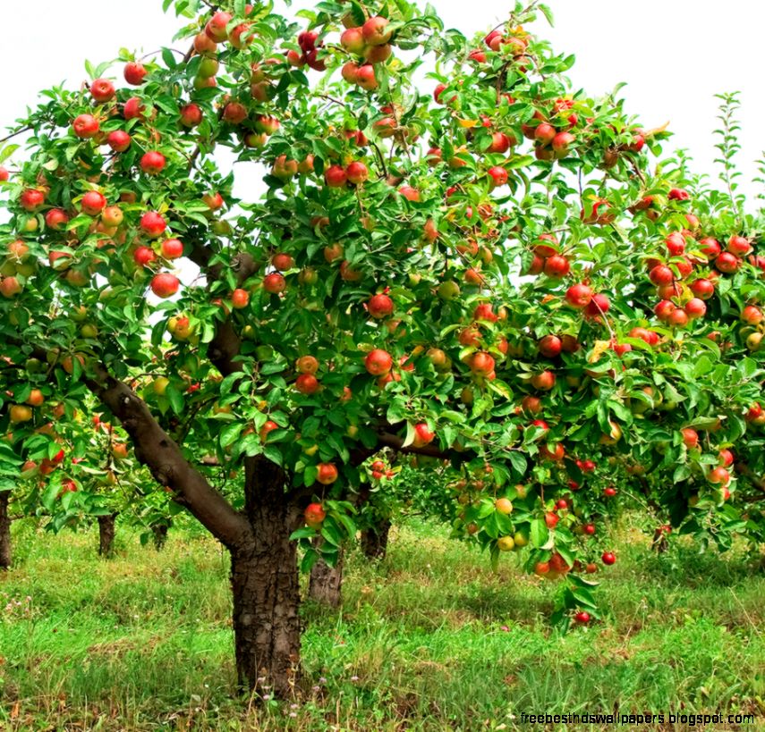 How to Grow Apples Harvest to Table How to Grow Apples Harvest to Table